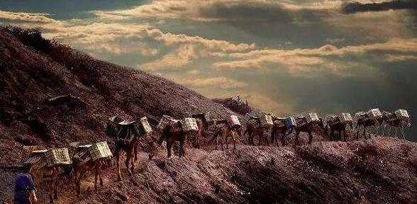 茶馬古道(dào)：普洱茶文(wén)化(huà)之魂(圖4)